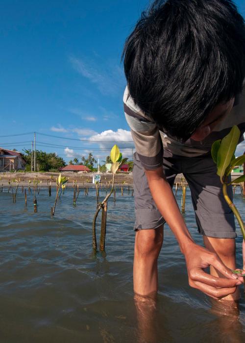 Man with plant in Indonesian mangrove